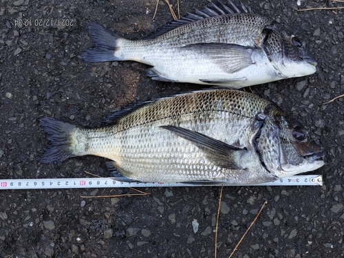 メイタの釣果