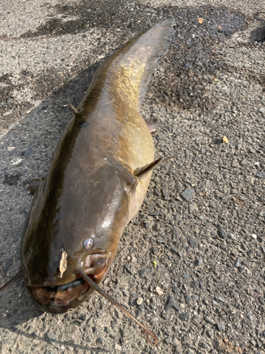 ナマズの釣果