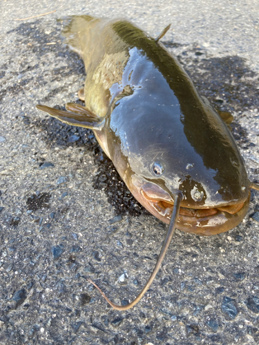 ナマズの釣果