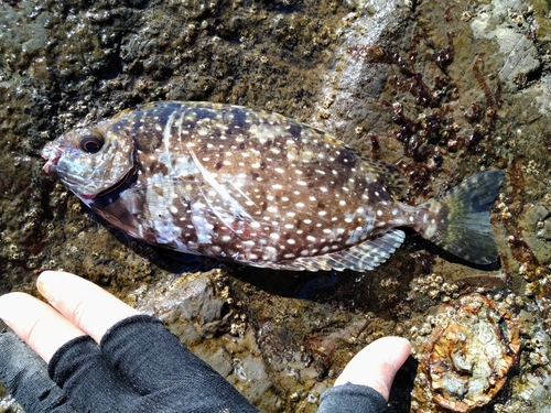 アイゴの釣果