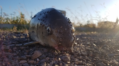 ニゴイの釣果