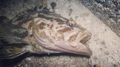 タケノコメバルの釣果