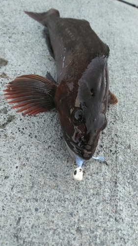 アイナメの釣果