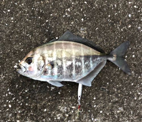 ヒラアジの釣果