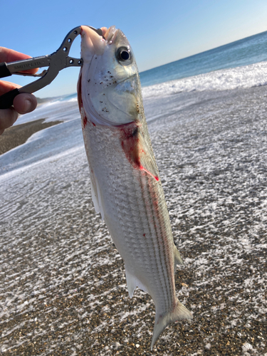 ボラの釣果