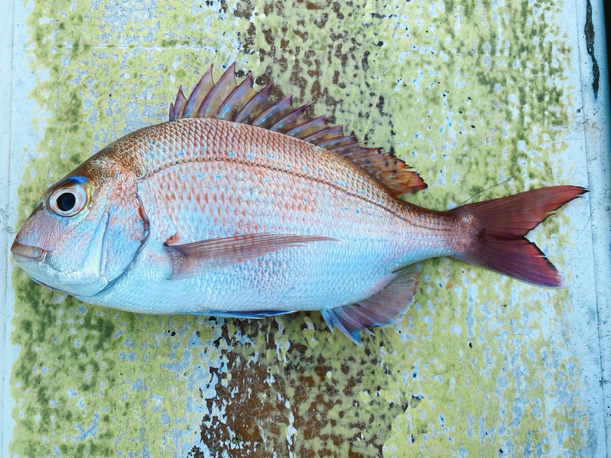 しょうきの沖釣りチャンネルさんの釣果 1枚目の画像