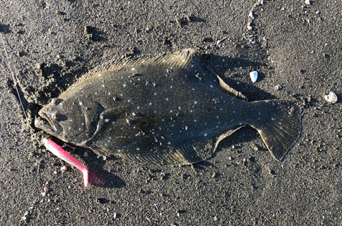 ヒラメの釣果