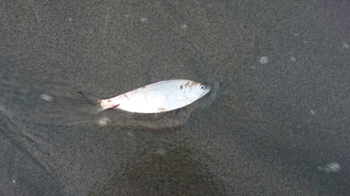 コノシロの釣果