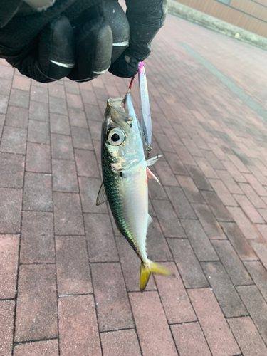 サバの釣果