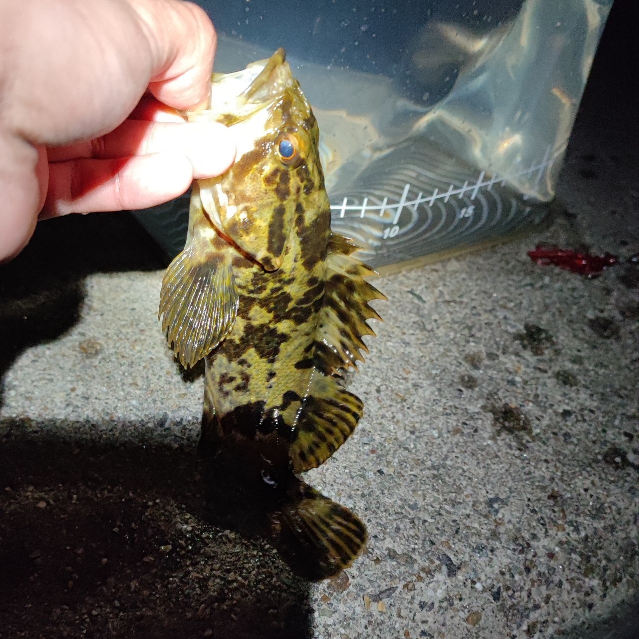 タケノコメバル