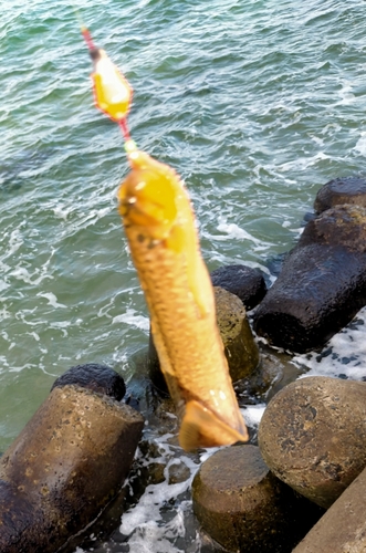 ギンポの釣果