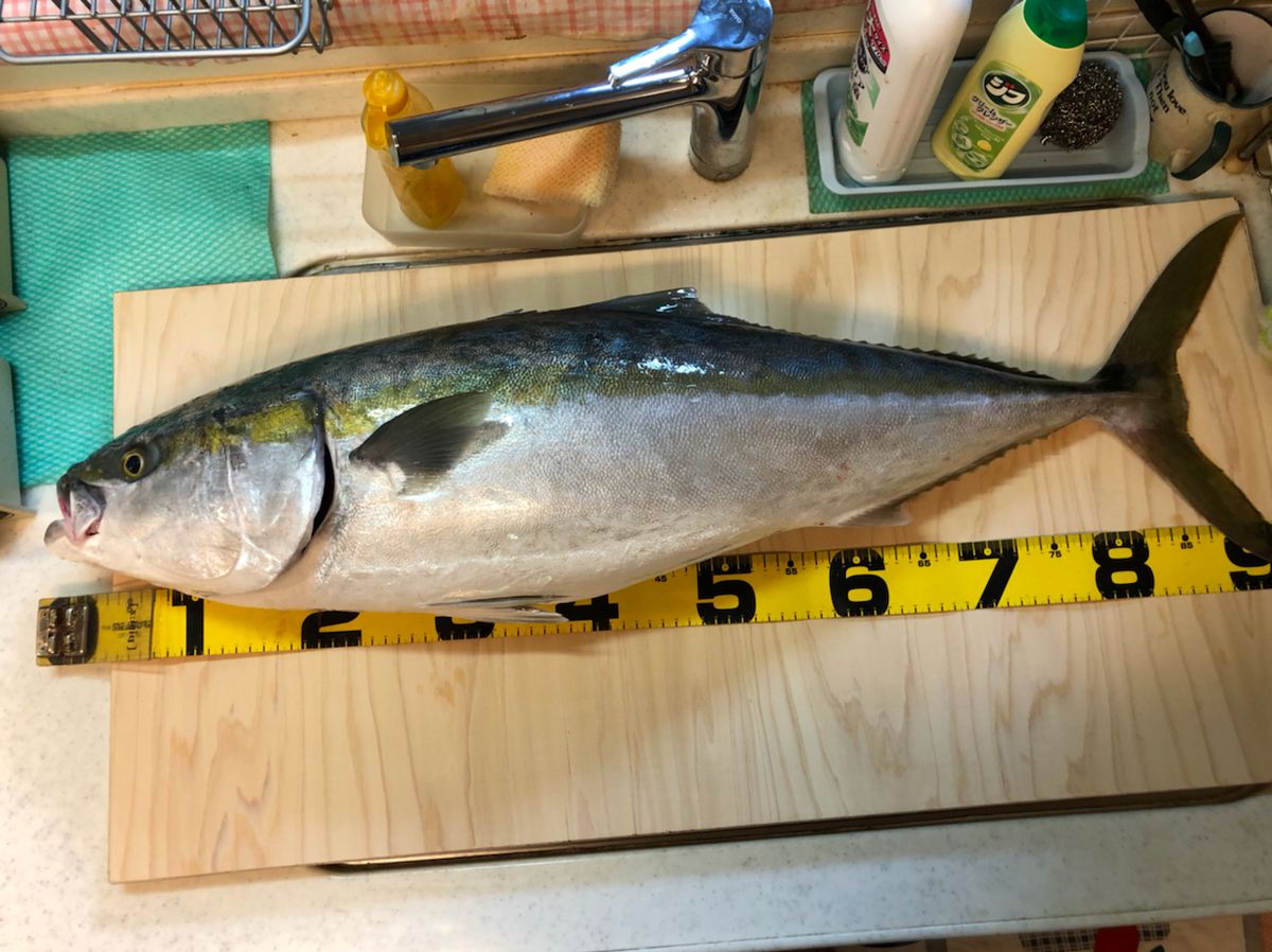 ９８jigingerさんの釣果 2枚目の画像