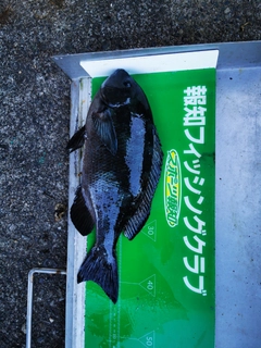 グレの釣果