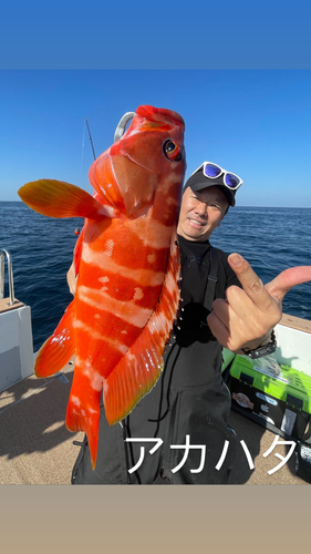 アカハタの釣果