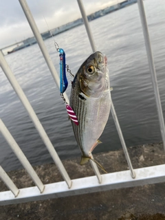 コノシロの釣果