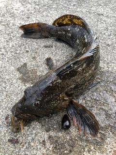 アイナメの釣果