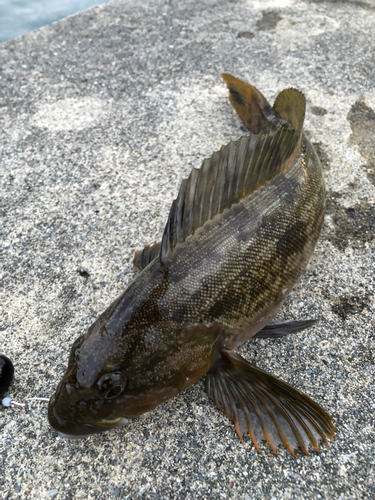 アイナメの釣果