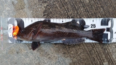 アイナメの釣果