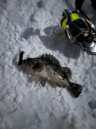 クロソイの釣果