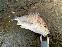 キビレの釣果