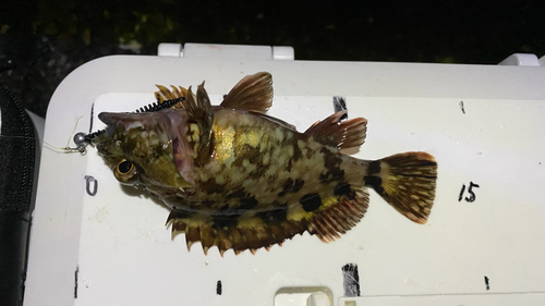 カサゴの釣果