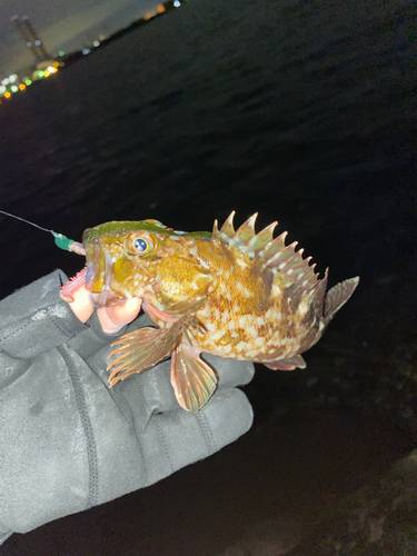 カサゴの釣果