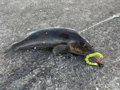 アイナメの釣果