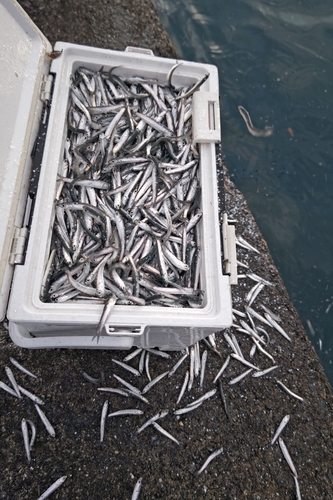 ハマチの釣果