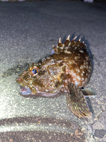 カサゴの釣果