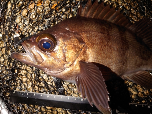 メバルの釣果