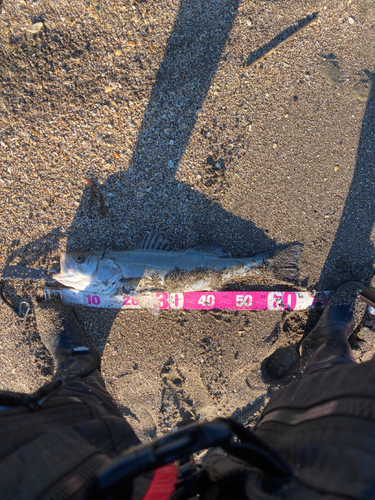 スズキの釣果