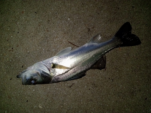 セイゴ（マルスズキ）の釣果