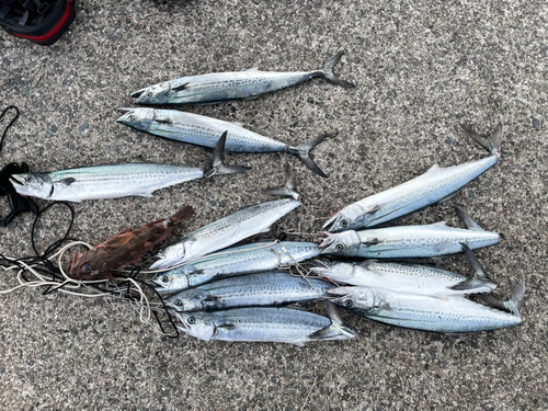 サゴシの釣果