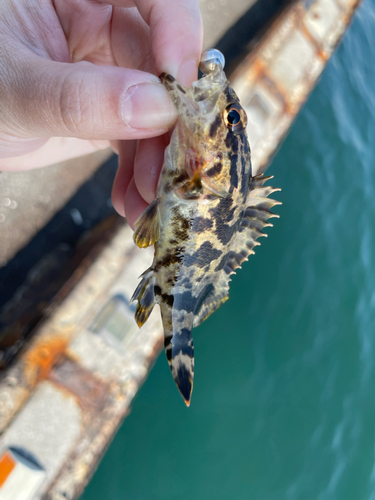 タケノコメバルの釣果