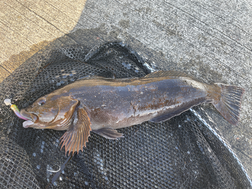 アイナメの釣果