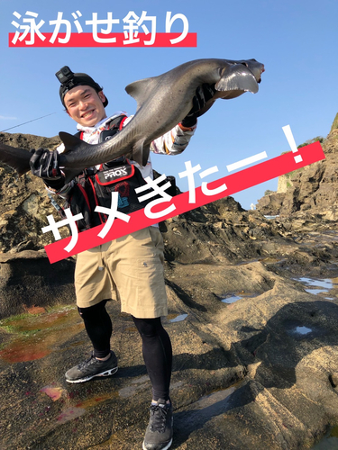 サメの釣果