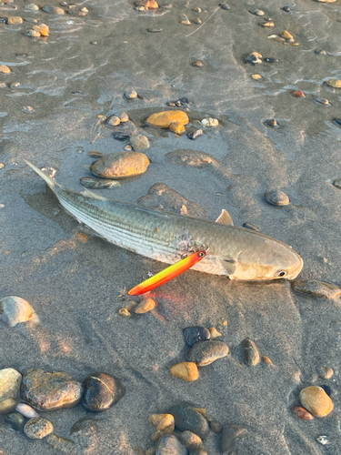 ボラの釣果