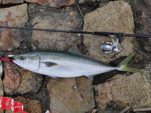 ブリの釣果