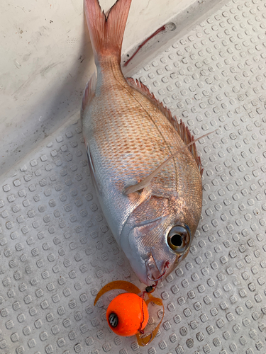 マダイの釣果