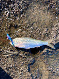 コノシロの釣果