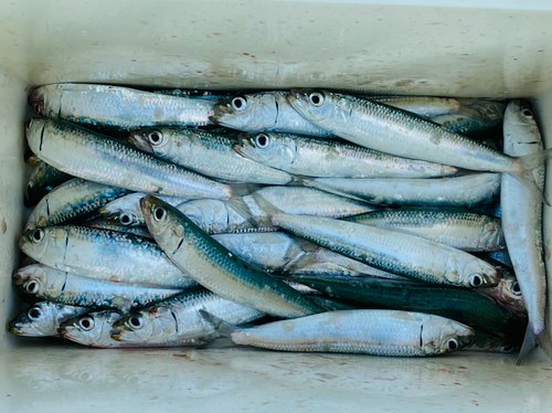 マイワシの釣果