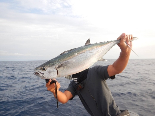 イソマグロの釣果