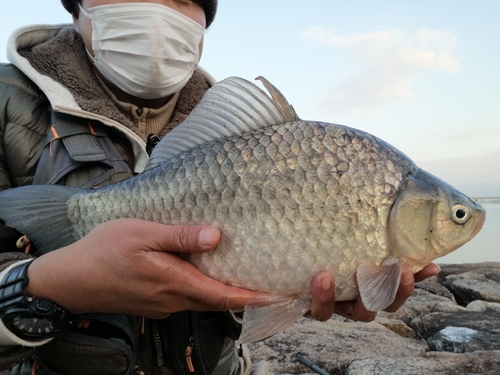 ヘラブナの釣果