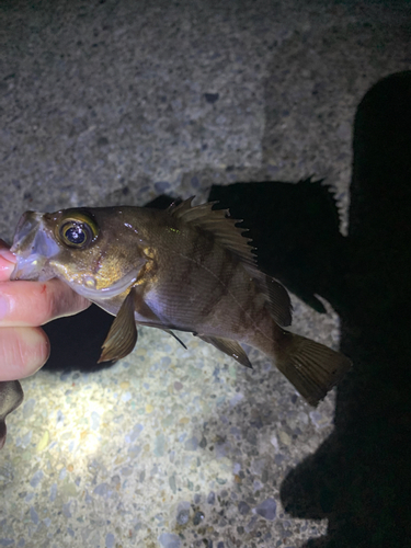 メバルの釣果