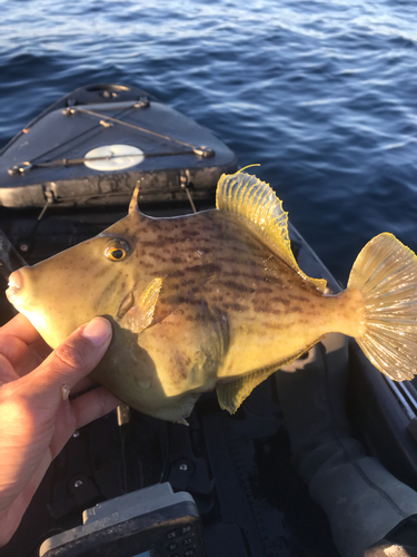 カワハギの釣果