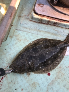 ヒラメの釣果