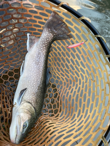 トラウトの釣果