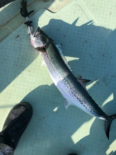 サワラの釣果