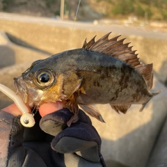 メバルの釣果