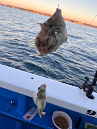 カワハギの釣果